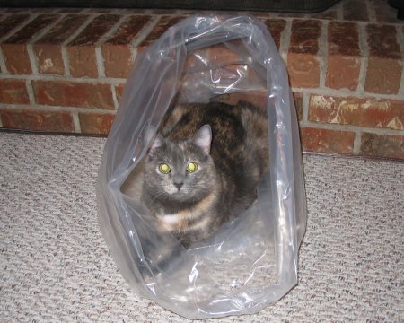 [Cat's in the bag]