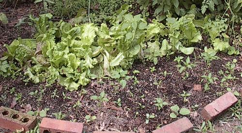 [Lettuce garden]